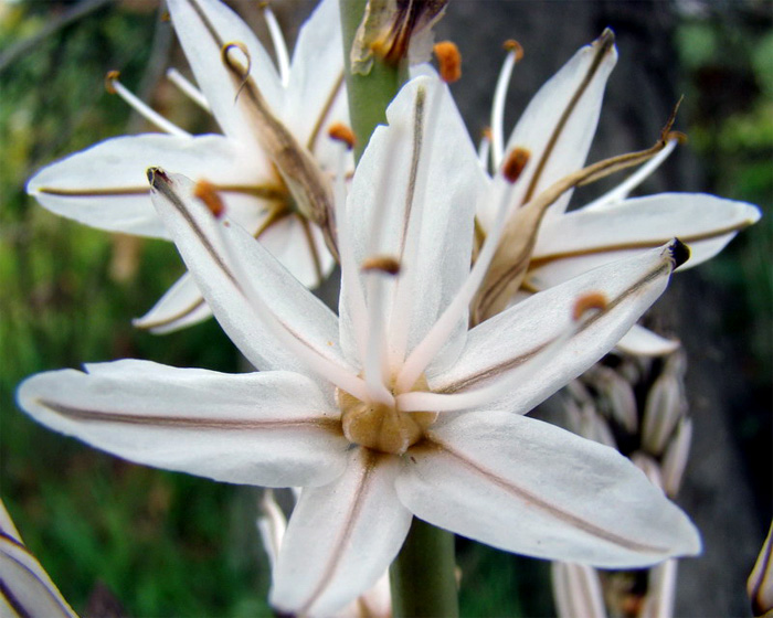 Asphodelus sp.